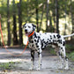 Hunter's Orange Wide Dog Collar