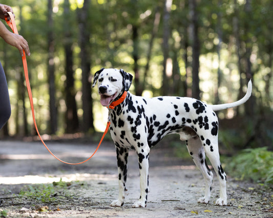 Hunter's Orange Wide Dog Collar