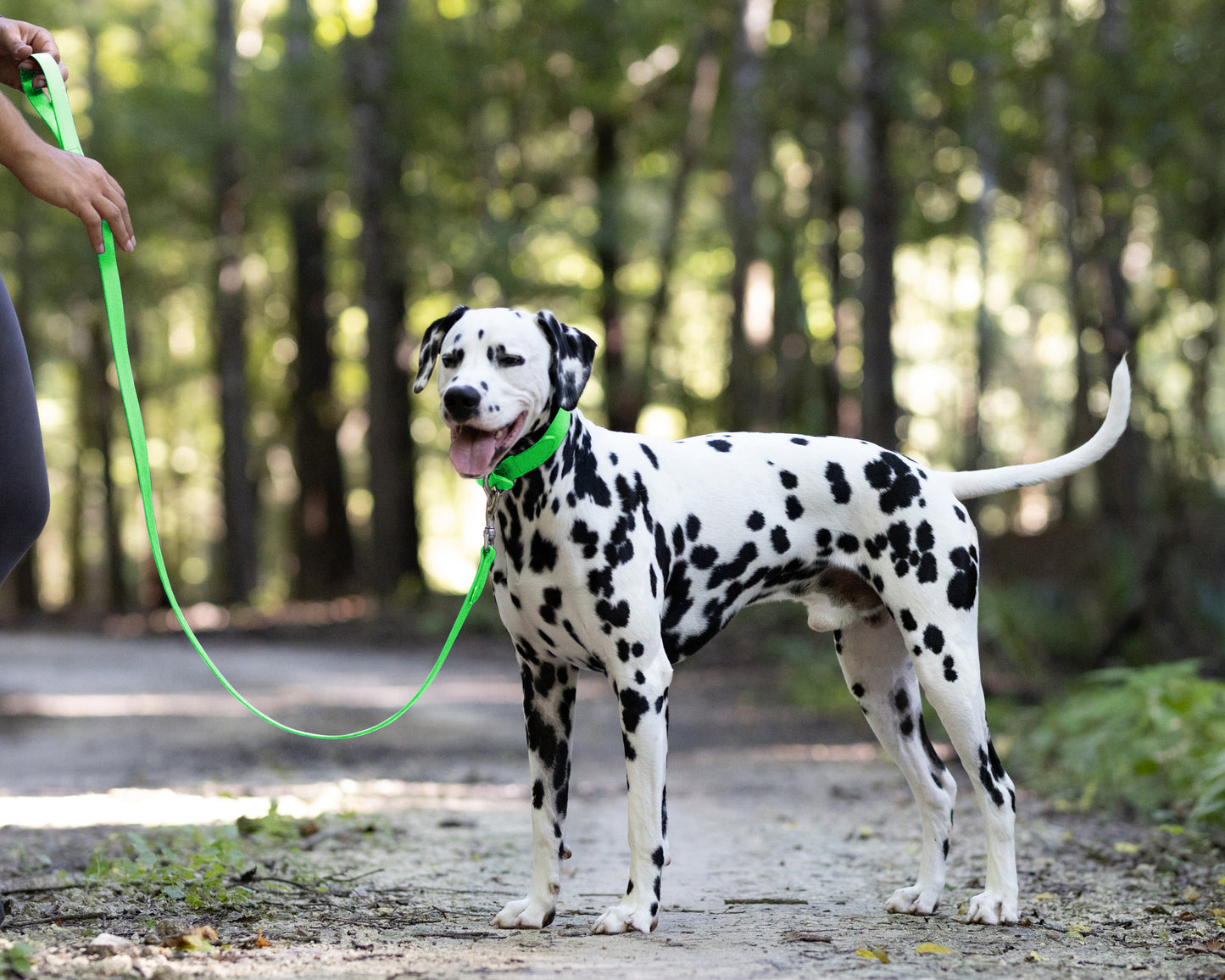 Lime Green Wide Dog Collar