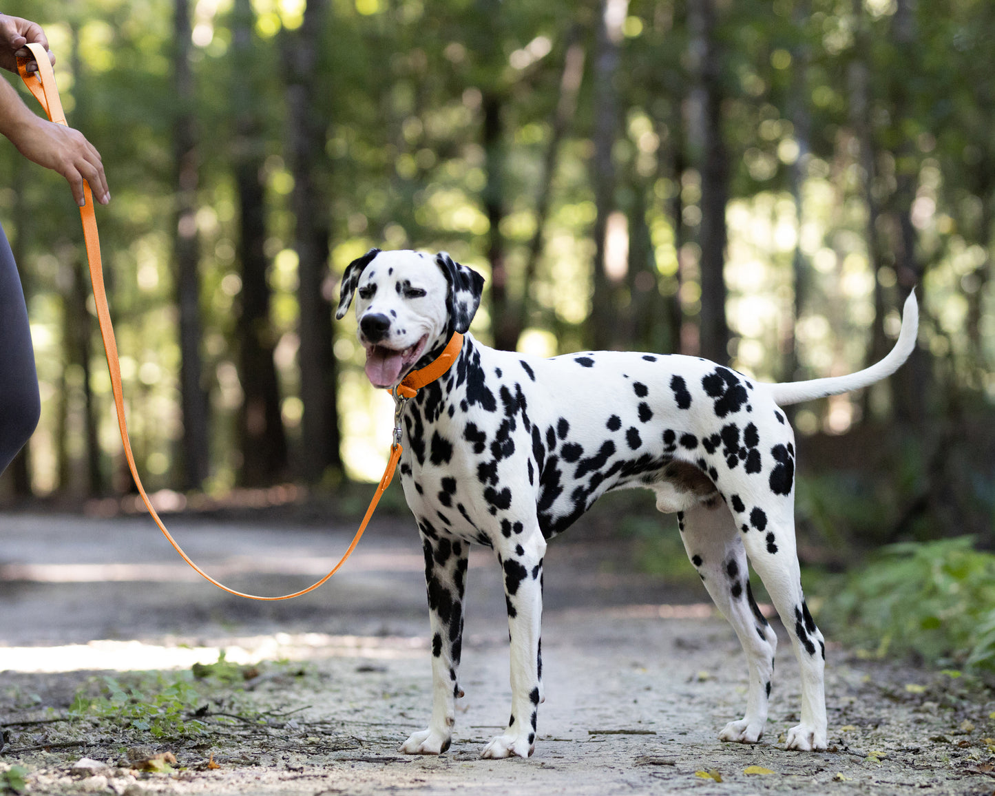 Mango Wide Dog Collar