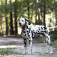 Medium Brown Wide Dog Collar