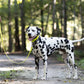 Safety Yellow Wide Dog Collar
