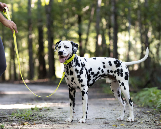 Safety Yellow Wide Dog Collar