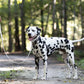 White Wide Dog Collar