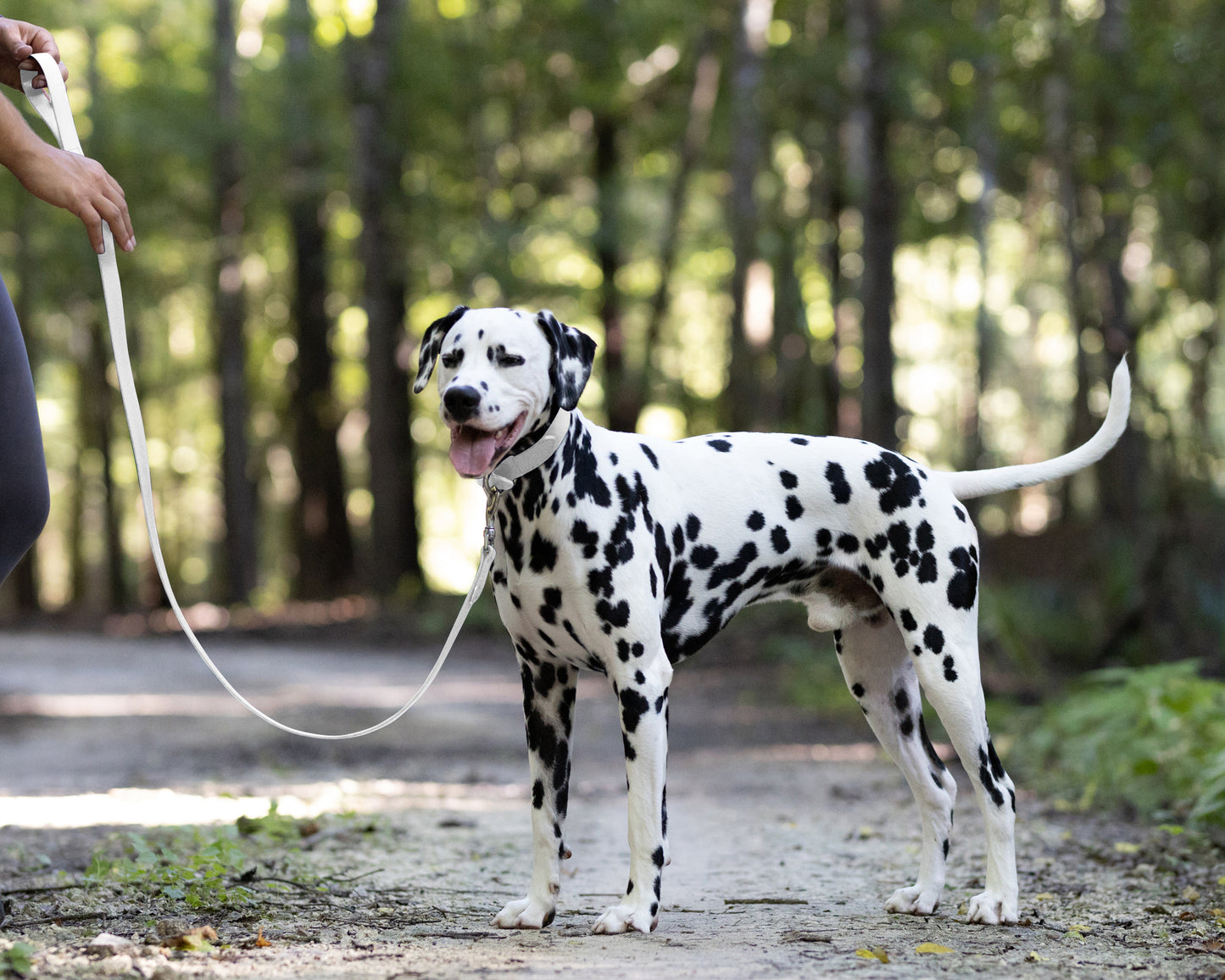 White Wide Dog Collar