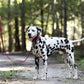 Maroon Wide Dog Collar