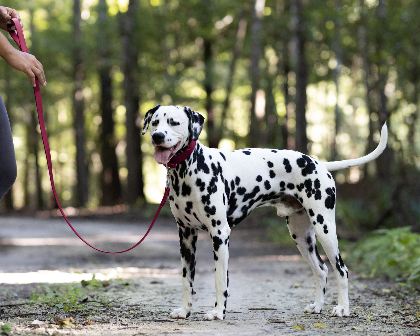 Maroon Wide Dog Collar