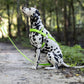 Apple Green Dog Roading Harness
