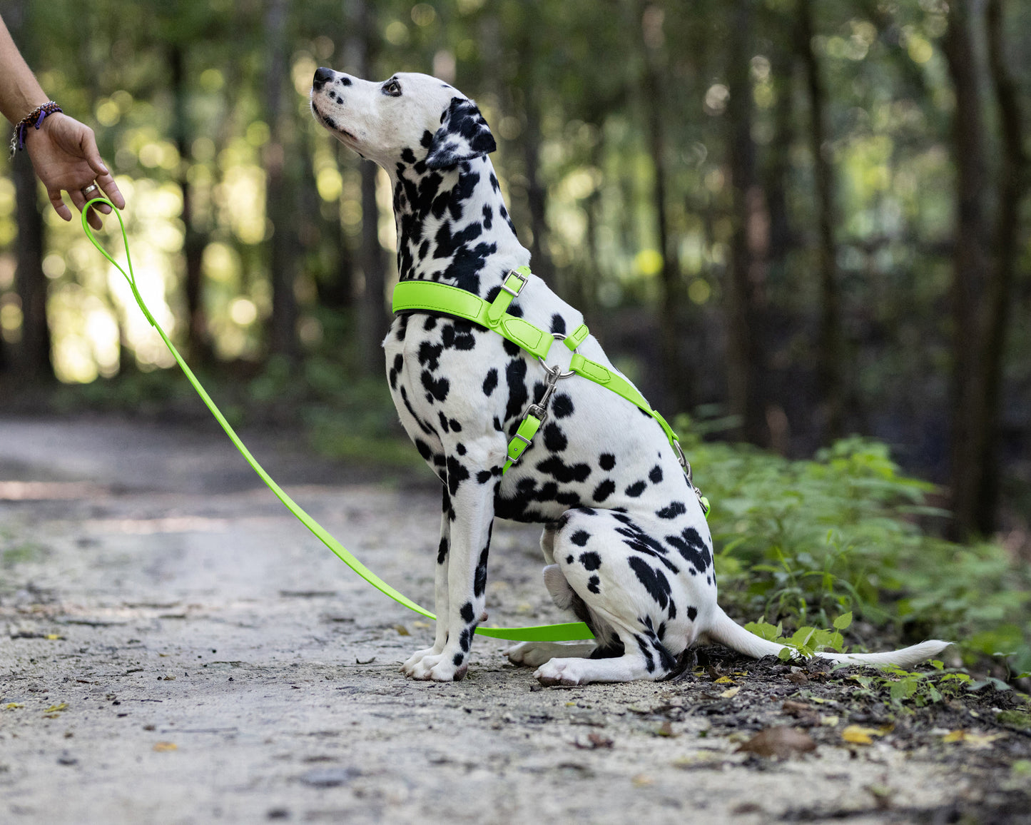 Apple Green Dog Roading Harness