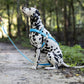Baby Blue Dog Roading Harness