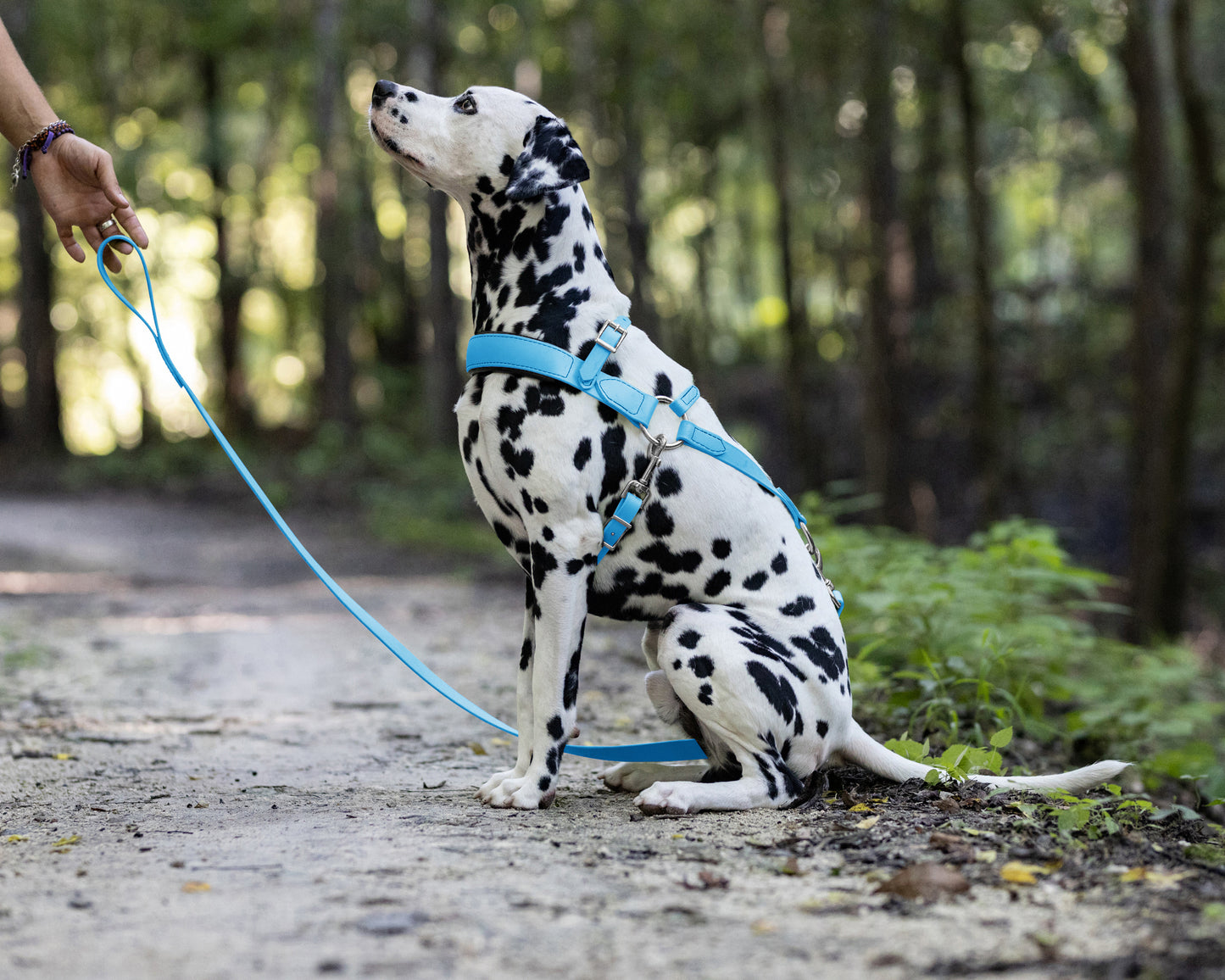 Baby Blue Dog Roading Harness