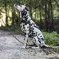 Black Dog Roading Harness