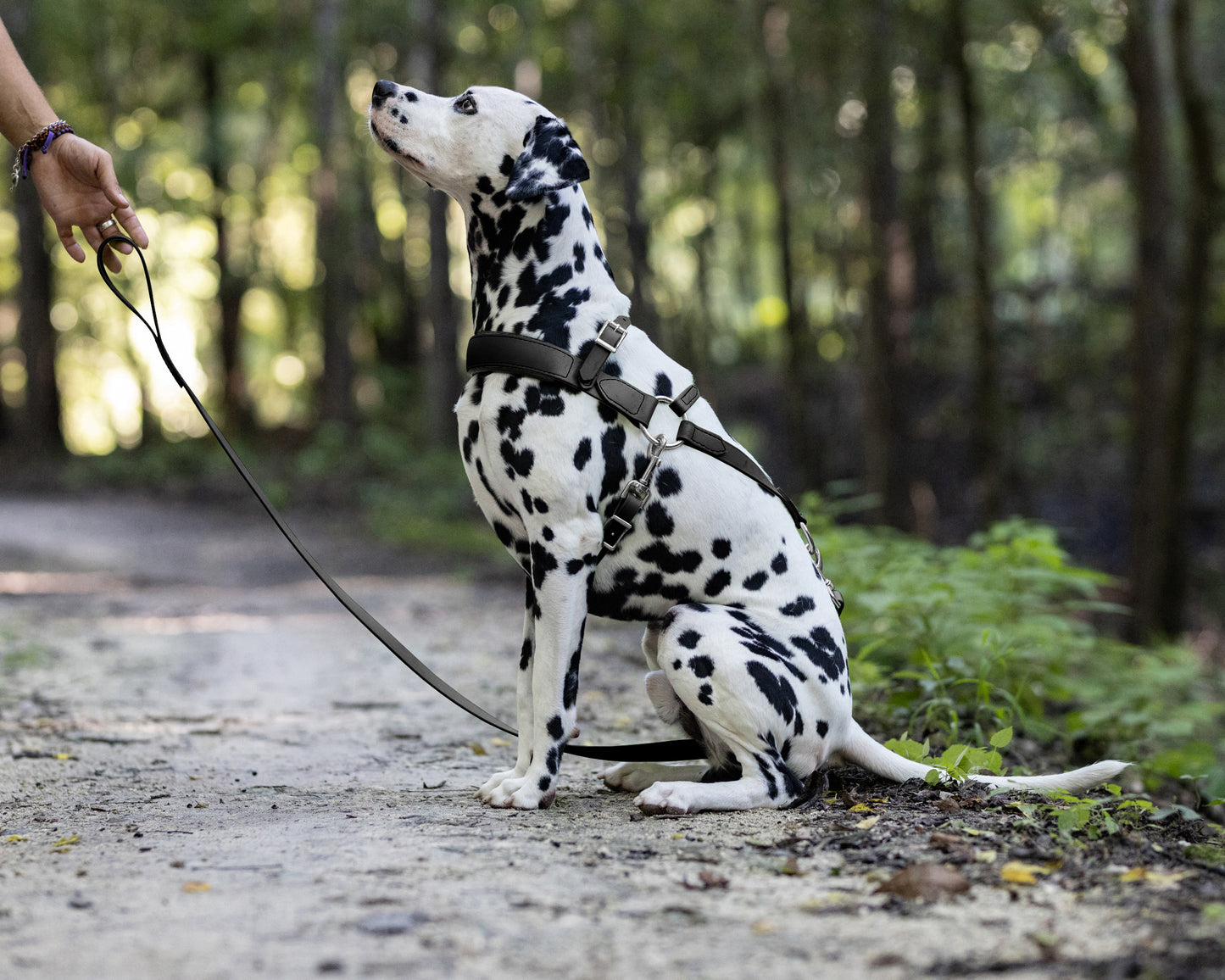 Black Dog Roading Harness