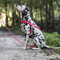Bubblegum Pink Dog Roading Harness