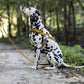 Gold Dog Roading Harness