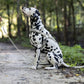 Gray Dog Roading Harness