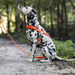 Hunter's Orange Dog Roading Harness
