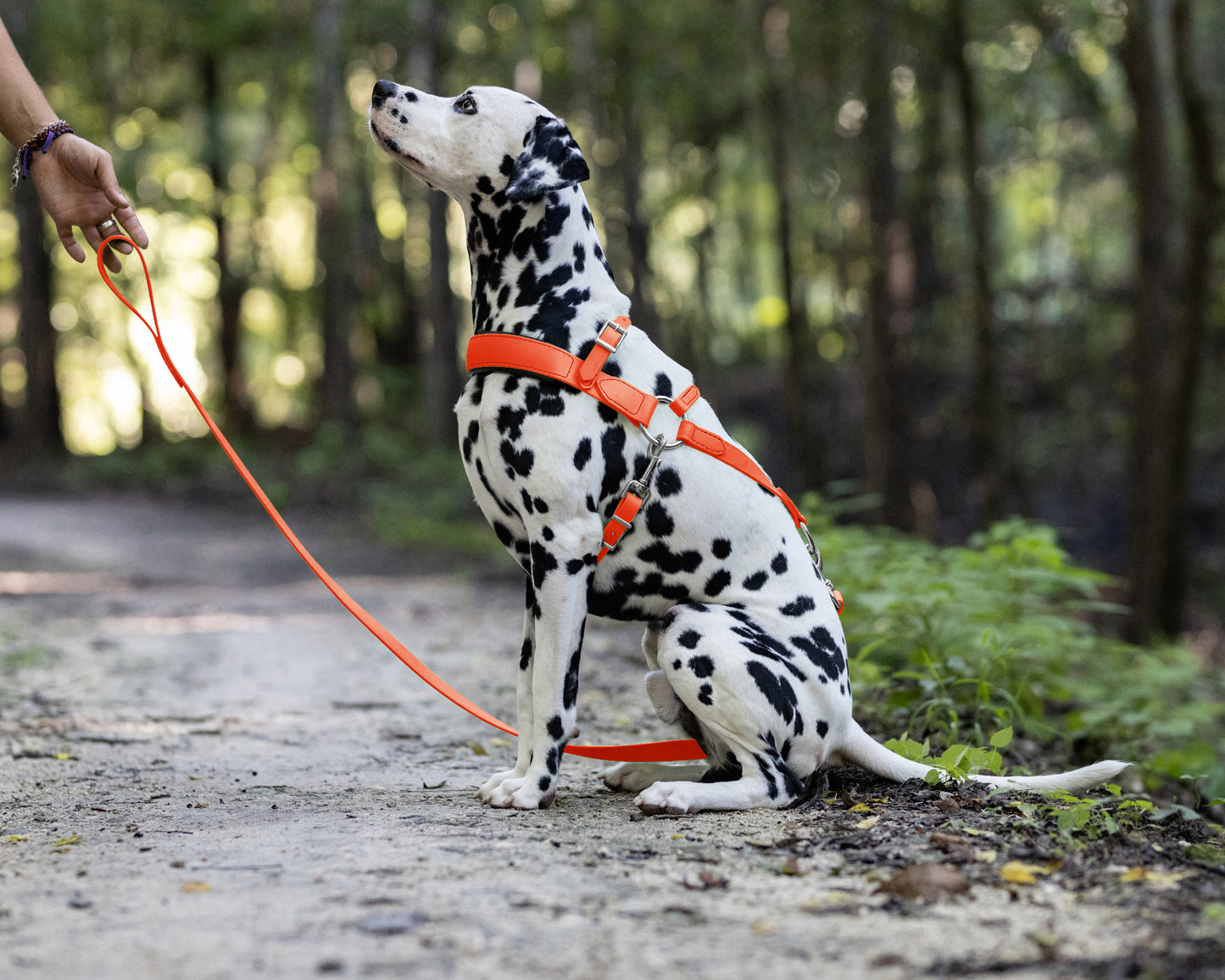 Hunter's Orange Dog Roading Harness