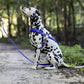 Royal Blue Dog Roading Harness