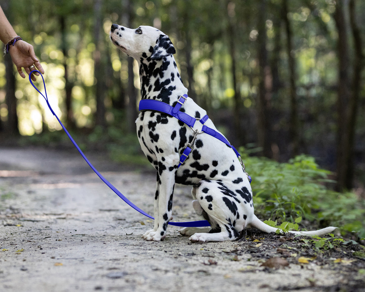 Royal Blue Dog Roading Harness