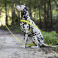 Safety Yellow Dog Roading Harness