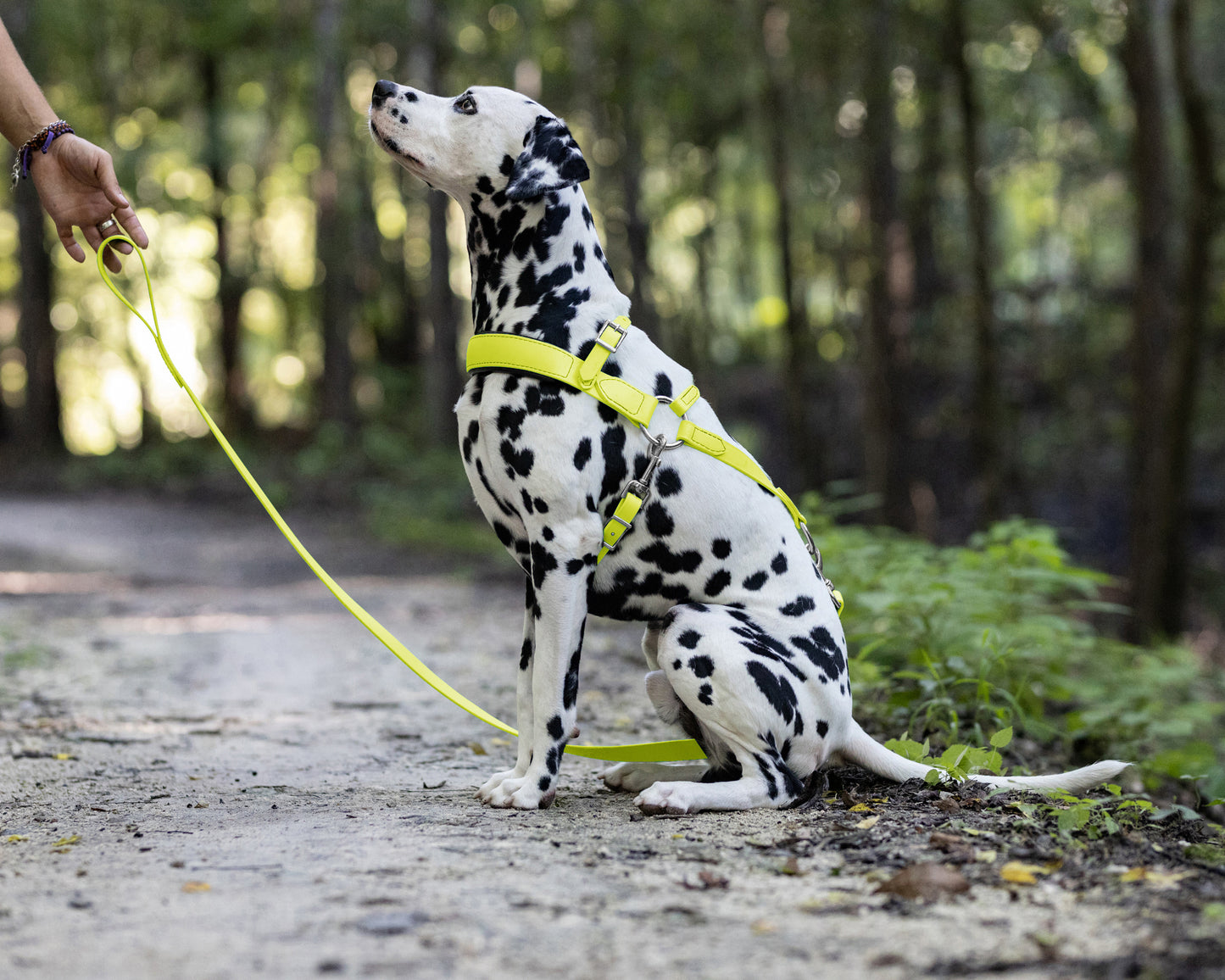 Safety Yellow Dog Roading Harness