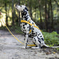 Sunflower Yellow Dog Roading Harness