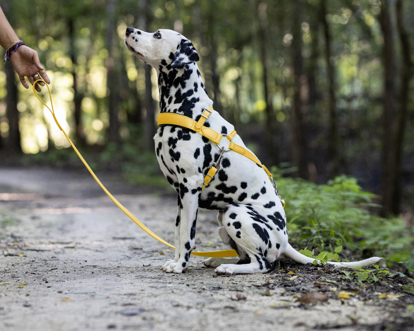 Sunflower Yellow Dog Roading Harness