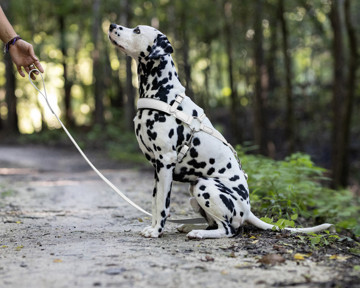 White Dog Roading Harness