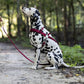 Wine/Maroon Dog Roading Harness