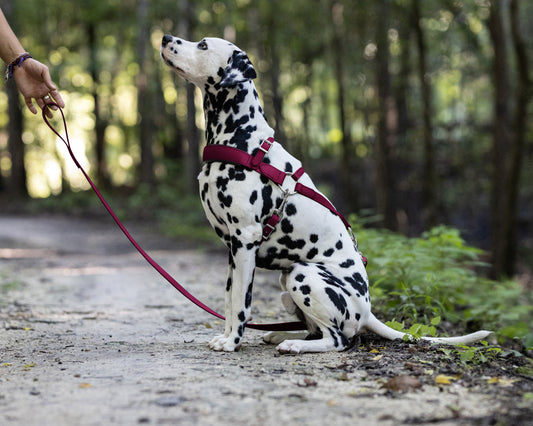 Wine/Maroon Dog Roading Harness