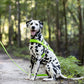 Apple Green Dog Roading Harness
