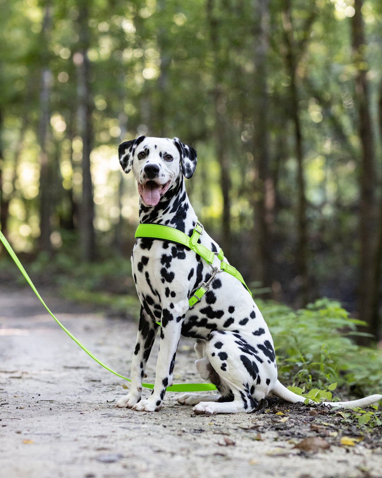 Apple Green Dog Roading Harness