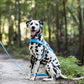 Baby Blue Dog Roading Harness