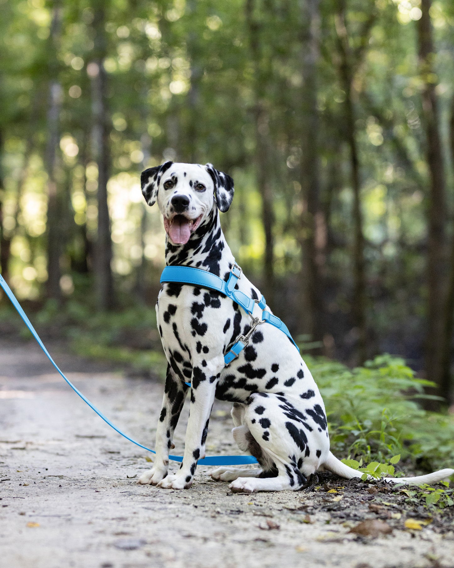 Baby Blue Dog Roading Harness