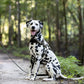 Black Dog Roading Harness