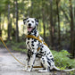 Gold Dog Roading Harness