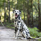 Gray Dog Roading Harness