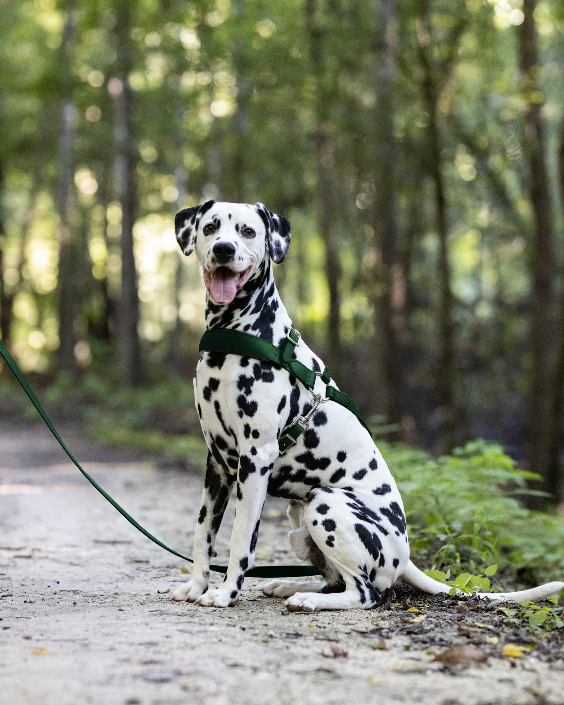 Hunter green shop dog harness