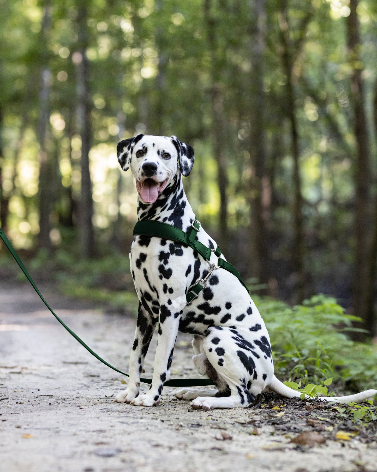 Hunter Green Dog Roading Harness