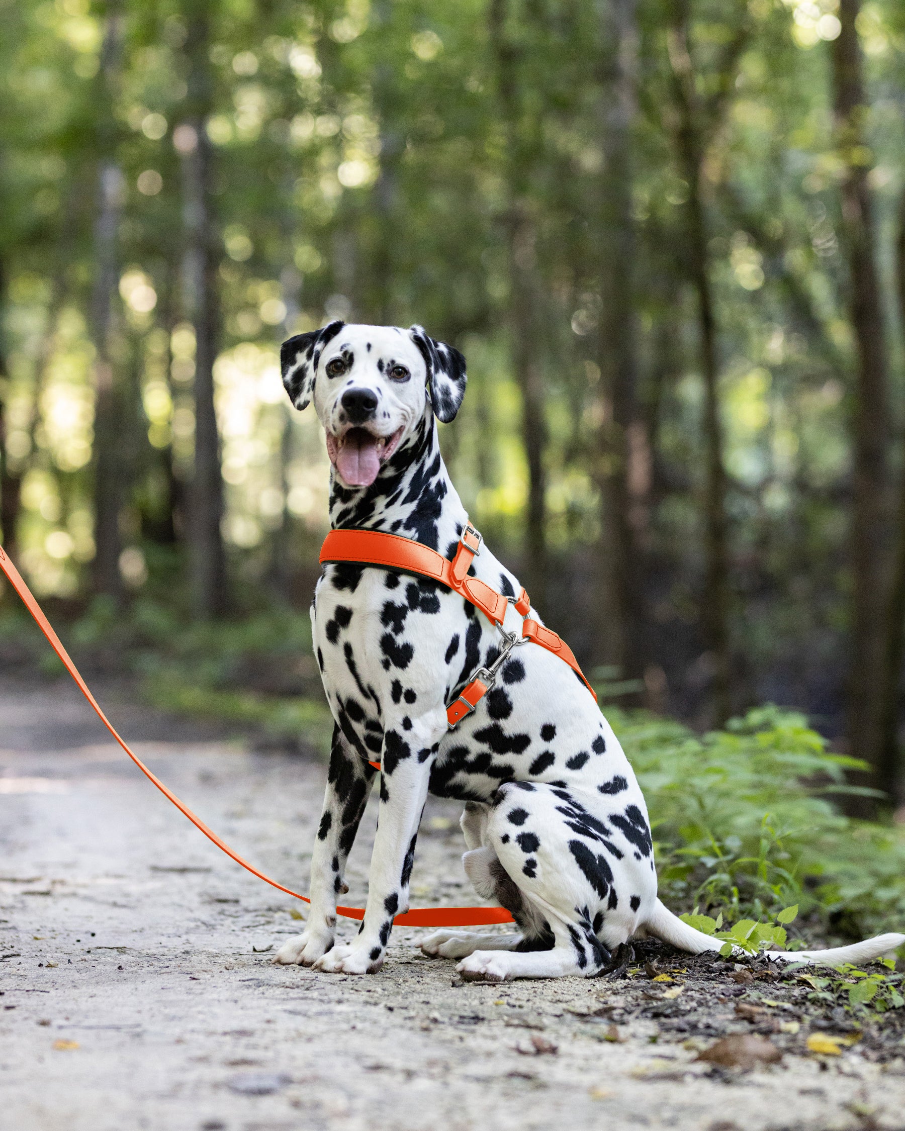 Hunter orange outlet dog harness