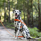 Hunter's Orange Dog Roading Harness
