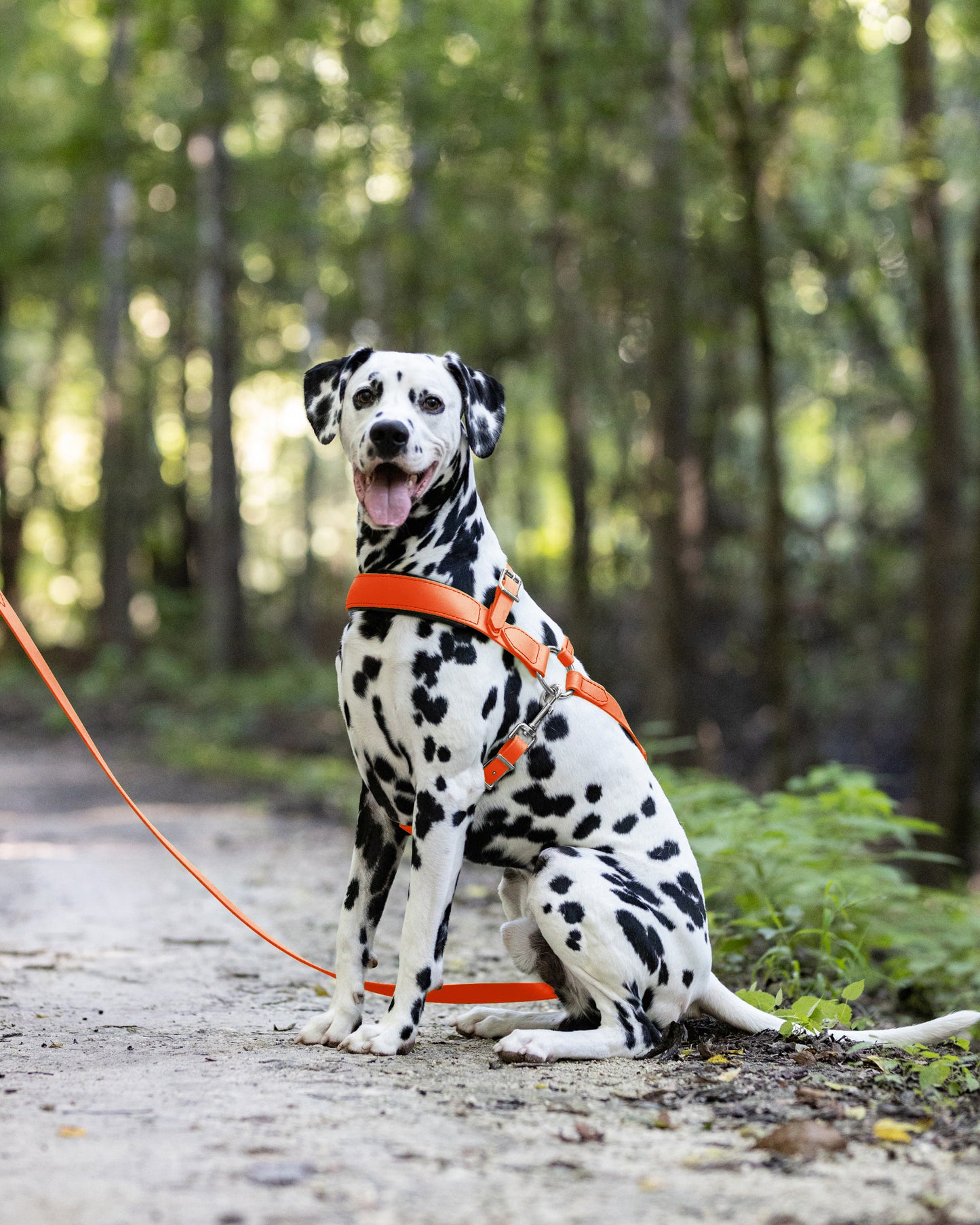 Hunter's Orange Dog Roading Harness