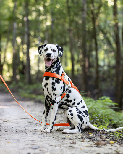 Hunter's Orange Dog Roading Harness