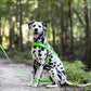 Lime Green Dog Roading Harness