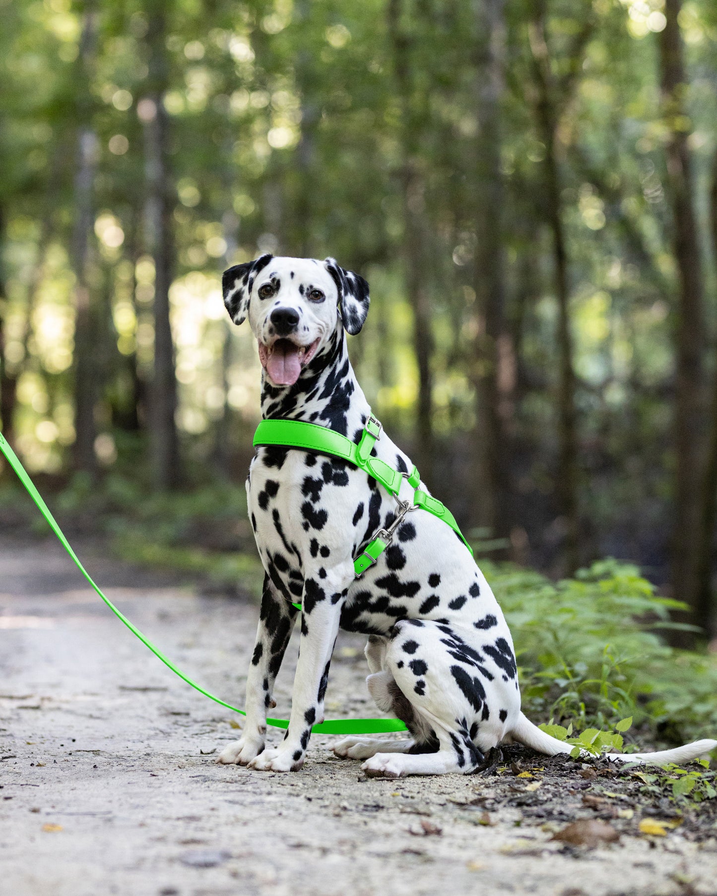 Lime Green Dog Roading Harness