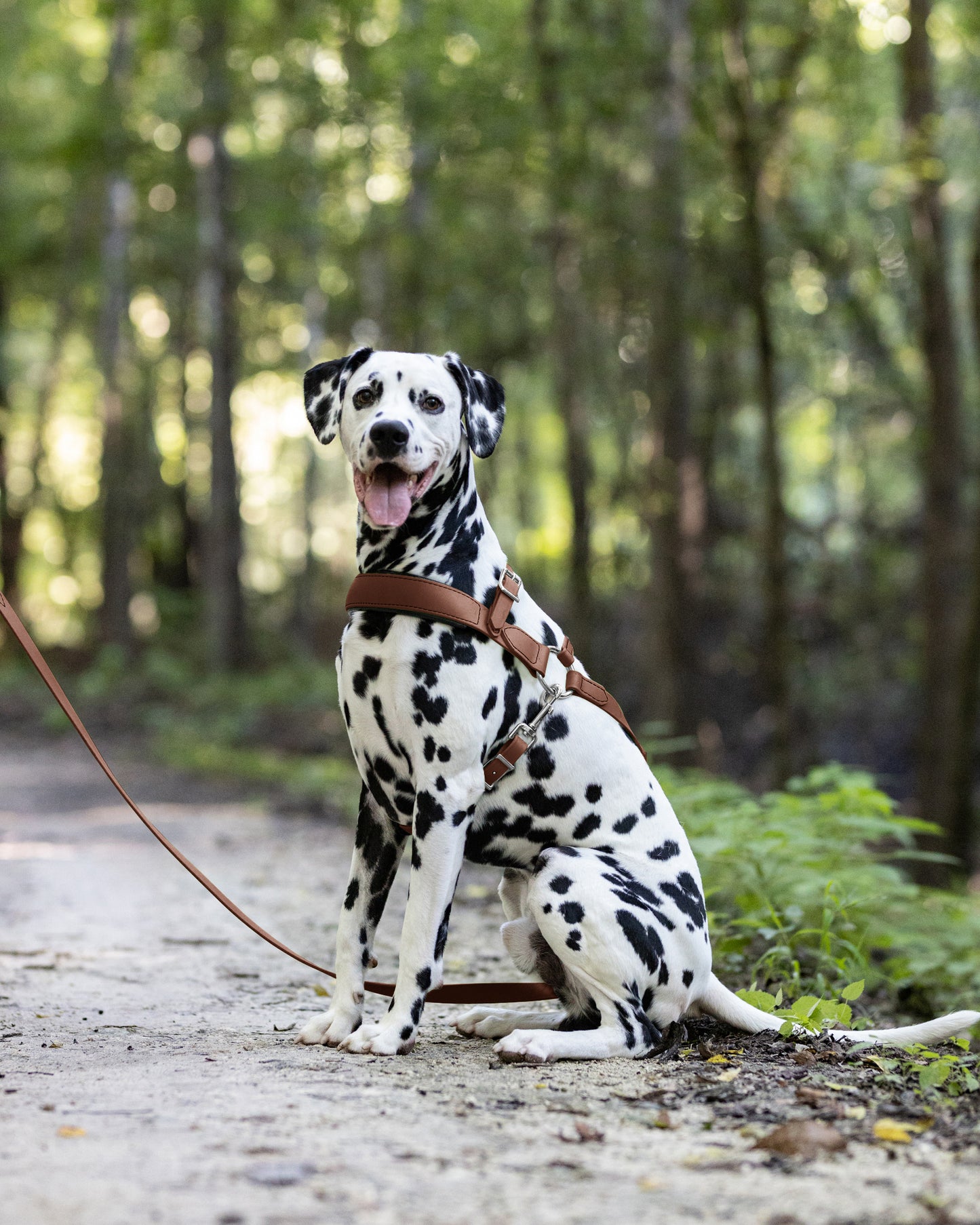 Medium Brown Dog Roading Harness