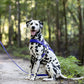 Royal Blue Dog Roading Harness