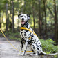 Sunflower Yellow Dog Roading Harness