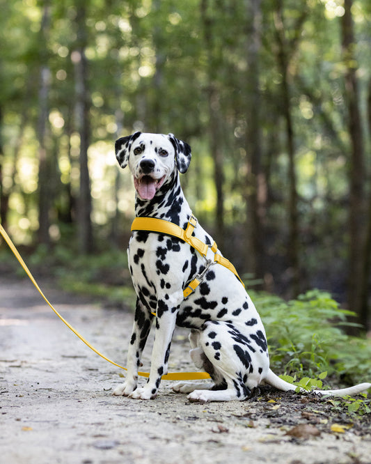 Sunflower Yellow Dog Roading Harness